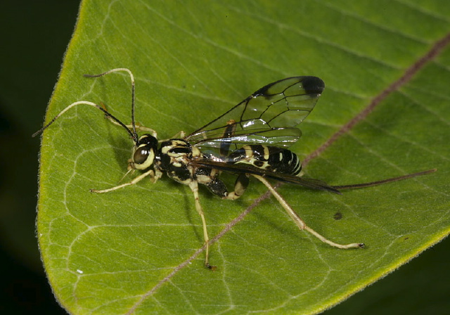 Arotes sp. Ichneumonidae